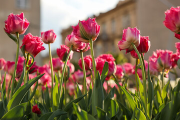 Beautiful colorful tulips growing in flower bed