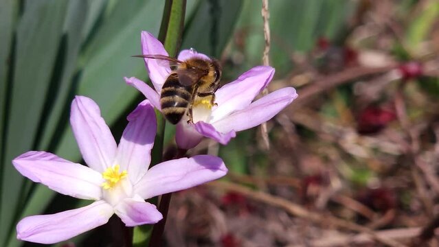 A bee collects nectar and pollinates a blooming lilac flower Scilla luciliae close-up