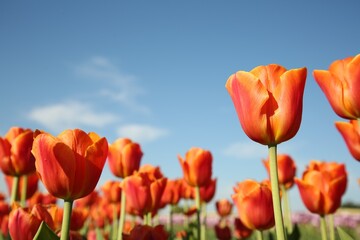 Beautiful red tulip flowers growing against blue sky, closeup
