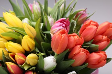 Beautiful colorful tulip flowers on grey background, closeup