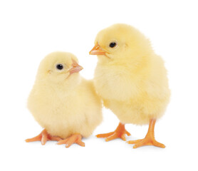 Two cute fluffy baby chickens on white background