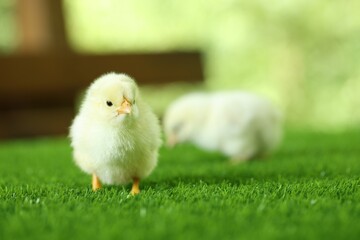 Cute chick on green artificial grass outdoors, closeup with space for text. Baby animal