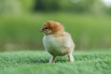 Cute chick on green artificial grass outdoors, closeup. Baby animal