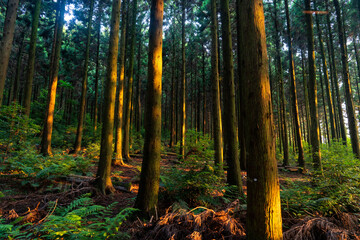 Jeju Saryeoni Forest with Morning Sunlight. 제주 사려니 숲의 아침 햇살