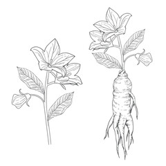 hand drawn illustration of balloon flowers