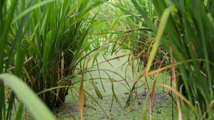 Green ecosystem and irrigation under the rice plants, distance between rows of rice.