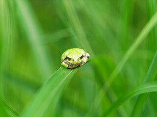 獲物を待つアマガエル