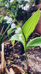 Lily of the valley is a woodland flowering plant with sweetly scented with bell-shaped white flowers