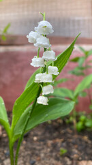 Lily of the valley is a woodland flowering plant with sweetly scented with bell-shaped white flowers