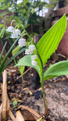 Lily of the valley is a woodland flowering plant with sweetly scented with bell-shaped white flowers