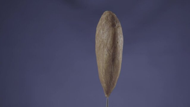 Almond rotating with loop on blue screen for chroma key