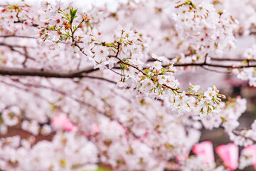 Obraz premium 目黒川の満開の桜