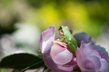 ピンクのバラの上で一休みするアマガエル