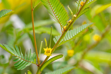 Plants at the Pearl Harbor Visitor Center, Honolulu, Oahu, Hawaii. Chamaecrista nictitans, the sensitive cassia, sensitive partridge pea, small partridge pea or wild sensitive plant, is a herbaceous s