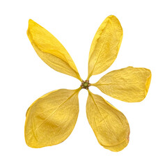 Yellow golden leaf isolated on white background