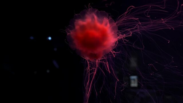 Ocean wildlife: Lion's mane jellyfish