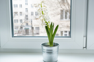 Hyacinth sprouts with white flowers, spring flowers on the windowsill