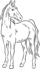 Freigestellte Vektor Illustration eines eleganten, schlanken stehenden Pferdes, das aufmerksam und anmutig zur Seite blickt	
