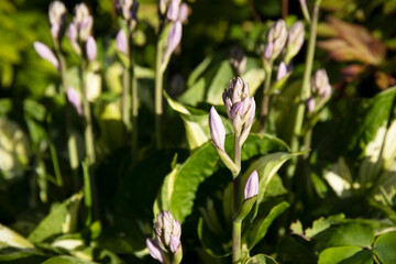 Obraz premium A variegated hosta plant flowering in the garden