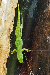 Madagascar day gecko (Phelsuma) in the wild
