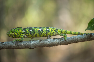 Chameleon from Madagascar in the wild