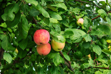 Red apples riping on a branch in the green garden