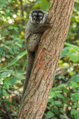 Common brown lemur (Eulemur fulvus) in the wild