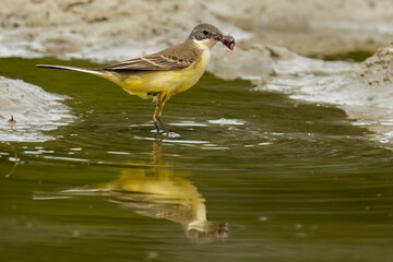Western Yellow Wagtail standing in the pond's water and eating bugs