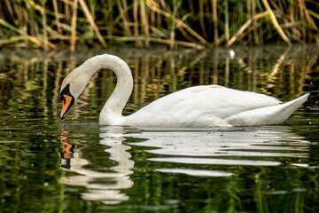 -Mute swan swimming in the lake and looking under the water