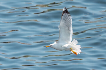 Yellow-legged gull flies over the sea wave