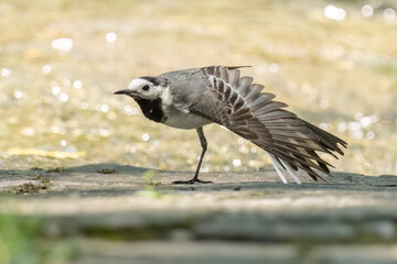 White wagtail has landed on the ground and doing morning stretching