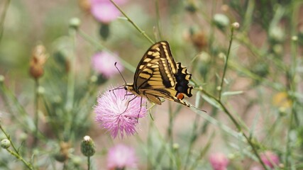 vista lateral de una mariposa cola de golondrina sobre una flor color rosa, multicolor, seis patas, dos antenas, larga lengua, grandes ojos, cuerpo cilíndrico, montblanch, tarragona, españa