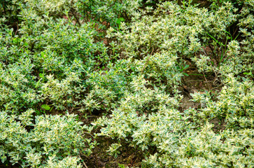 Obraz premium Serissa japonica is a small shrub of the white horse bone genus of the Rubiaceae family with yellow-green leaves and small white or reddish flowers, which is a shrub common in China.