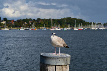 M&ouml;we, Hafen, Yacht
