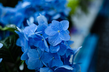 Blue Hydrangea Hydrangea macrophylla or Hortensia flower with dew in slight color variations...