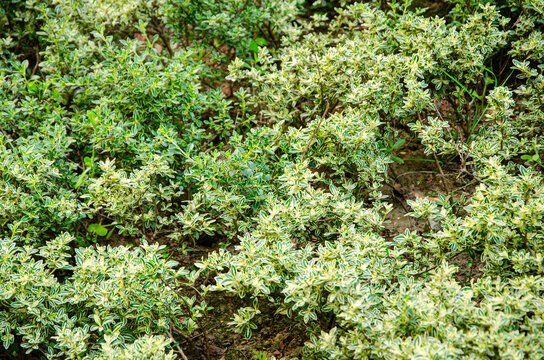 Serissa japonica is a small shrub of the white horse bone genus of the Rubiaceae family with yellow-green leaves and small white or reddish flowers, which is a shrub common in China.