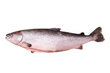 Top view of raw rainbow trout isolated on white background with clipping path. Full Depth of field. Focus stacking. PNG