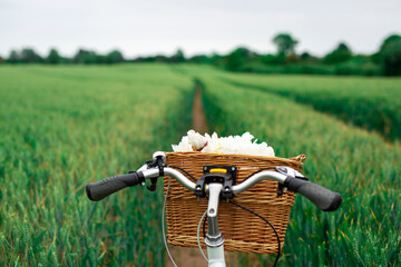 a vintage bicycle with a bouquet of flowers in a basket against the background of a wheat field