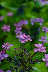 Obraz premium Blue and pink flowers of hydrangea close-up. Natural hydrangea flowers background, shallow DOF.