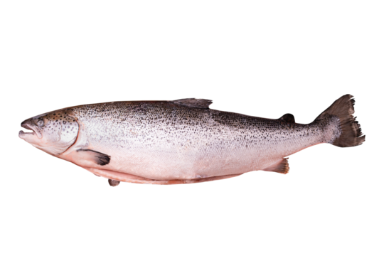 Top view of raw rainbow trout isolated on white background with clipping path. Full Depth of field. Focus stacking. PNG