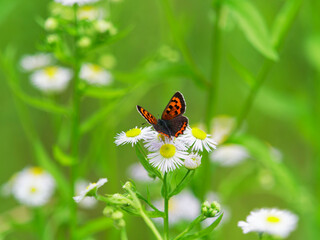 ヒメジョオンの花蜜を吸うベニシジミ