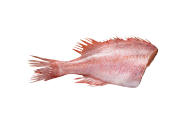 Red-banded grouper isolated on white background with clipping path. Full Depth of field. Focus stacking. PNG
