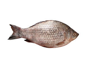 Freshwater crucian carp fish isolated on white background with clipping path. Full Depth of field. Focus stacking. PNG