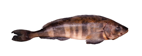 Greenling fish isolated on white background with clipping path. Full Depth of field. Focus stacking. PNG