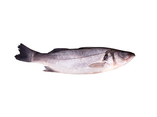 One fresh sea bass fish isolated on white background with clipping path. Raw seabass. Full Depth of...