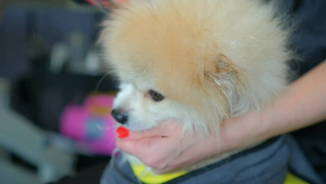 Dog grooming salon. A female groomer dries a Pomeranian dog with a hair dryer after bathing.