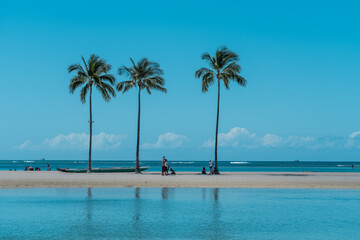 Palm trees at Duke Kahanamoku Lagoon, Waikiki, Honolulu, Oahu, Hawaii. The coconut tree (Cocos nucifera) is a member of the palm tree family (Arecaceae) and the only living species of the genus Cocos.