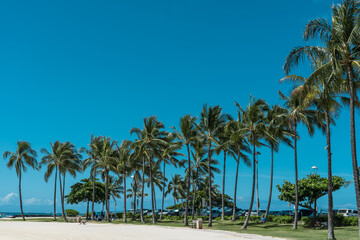 Obraz na płótnie Canvas Palm trees at Duke Kahanamoku Lagoon, Waikiki, Honolulu, Oahu, Hawaii. The coconut tree (Cocos nucifera) is a member of the palm tree family (Arecaceae) and the only living species of the genus Cocos.