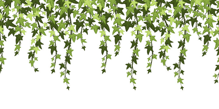 Green ivy plant branches background. Hanging vine with leaves, floral botanical backdrop cartoon vector illustration