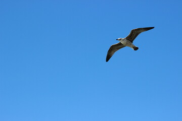 Fototapeta premium Flying seagull with blue sky background